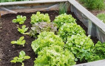 How To Start a Raised Bed Gardening For Beginners