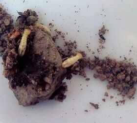 how to get rid of termites naturally, clump of dirt and termites