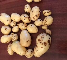 how to harvest potatoes from garden beds and containers, peeled potatoes on table