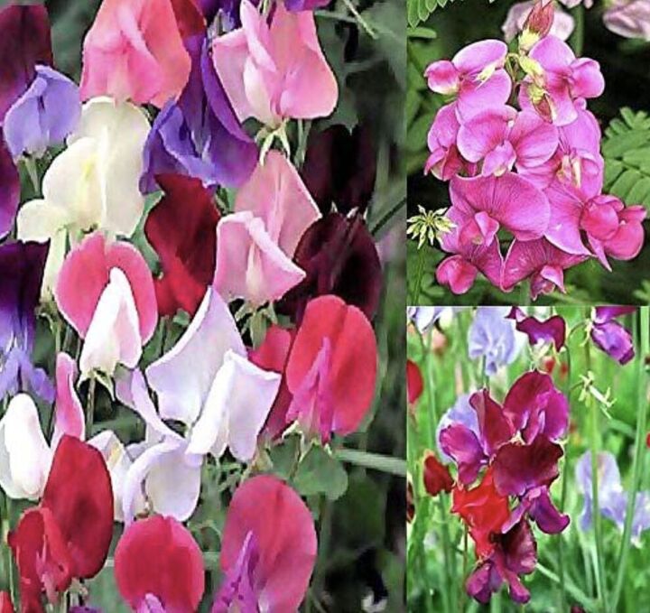 growing sweet peas from seed must know tips