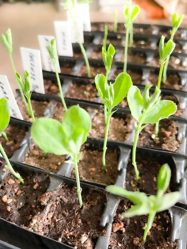 growing sweet peas from seed must know tips