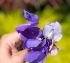 GROWING SWEET PEAS FROM SEED | MUST KNOW TIPS!