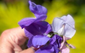 GROWING SWEET PEAS FROM SEED | MUST KNOW TIPS!