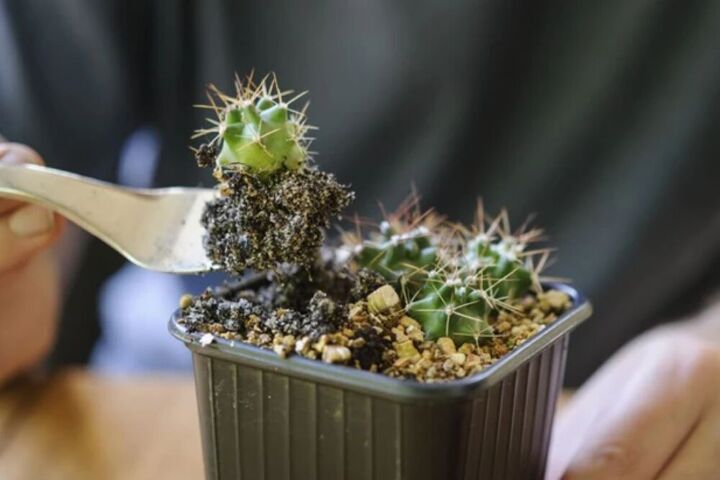 cmo cultivar cactus a partir de semillas