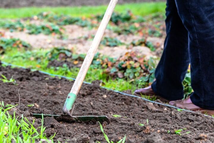 como cultivar cenouras na horta