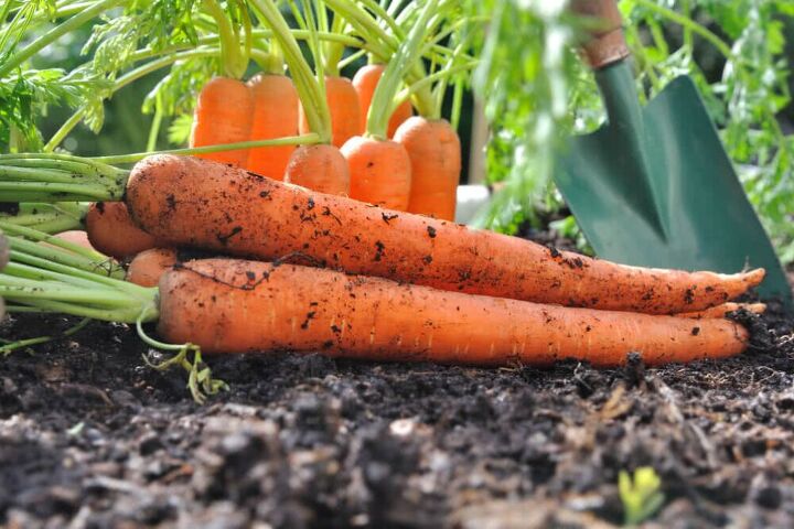cmo cultivar zanahorias en el jardn de casa