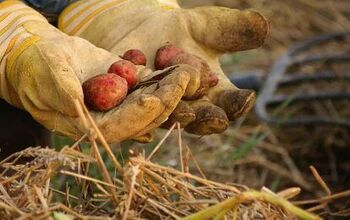 How to Harvest Potatoes From Garden Beds and Containers