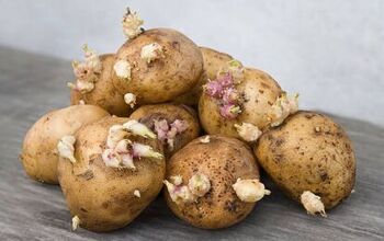  Como cultivar batatas na horta