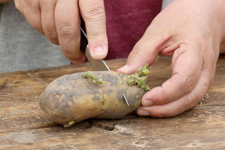 como cultivar batatas na horta