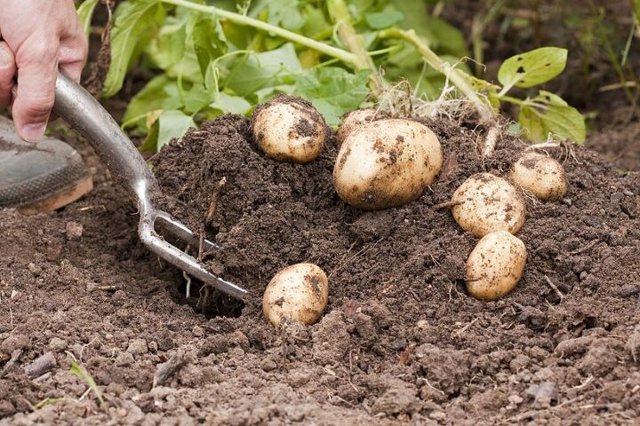 como cultivar batatas na horta
