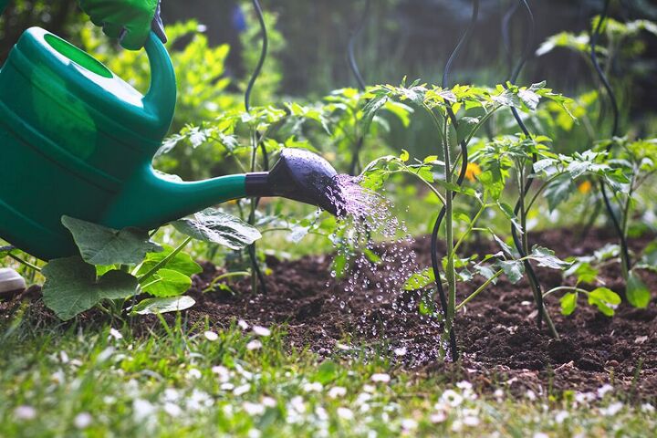 cultivar tomates en el huerto familiar