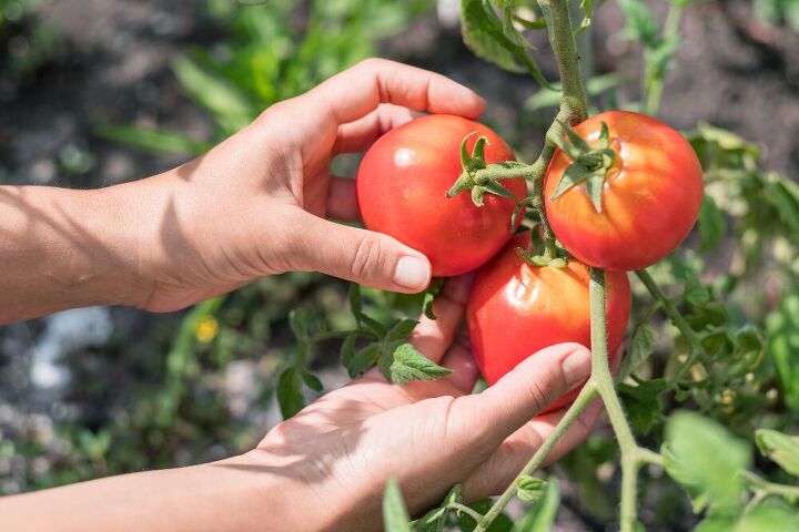 cultivo de tomates no jardim de casa