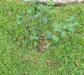 how to grow blueberries for a harvest that s worth the wait, young blueberry plant in grass