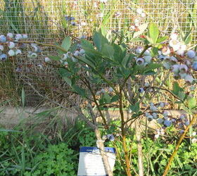 how to grow blueberries for a harvest that s worth the wait, bush with blueberries growing on it