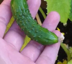 A Complete Guide on How to Grow Cucumbers From Seed