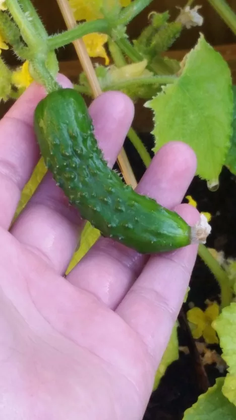 a complete guide on how to grow cucumbers from seed, small cucumber in hand