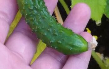 A Complete Guide on How to Grow Cucumbers From Seed