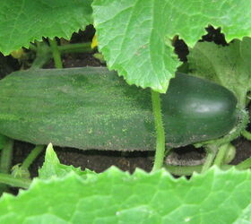 a complete guide on how to grow cucumbers from seed, cucumber on ground and underneath foliage