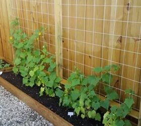 a complete guide on how to grow cucumbers from seed, cucumber plant grown in raised beds and against trellis