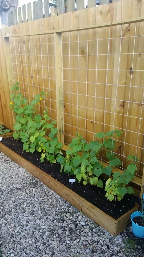 a complete guide on how to grow cucumbers from seed, cucumber plant grown in raised beds and against trellis