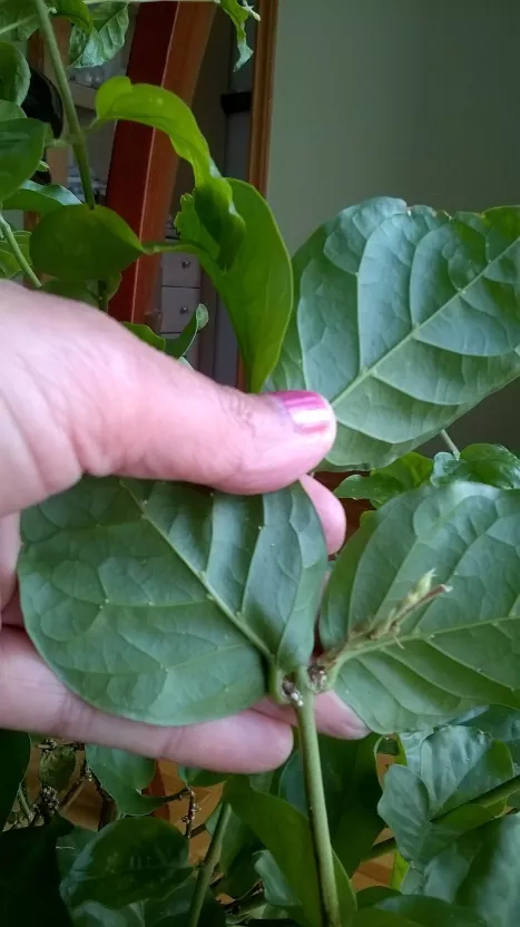 how to grow jasmine indoors, jasmine leaves