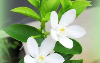 Cómo cultivar jazmín en el interior como planta de interior aromática y con flores