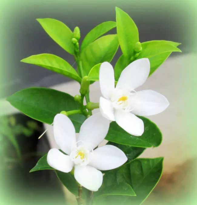 cmo cultivar jazmn en el interior como planta de interior aromtica y con flores, Primer plano de la flor de jazm n