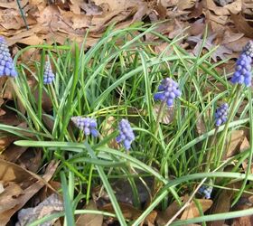 how to grow hyacinths both outdoors and inside, young purple hyacinths sprouting out of ground