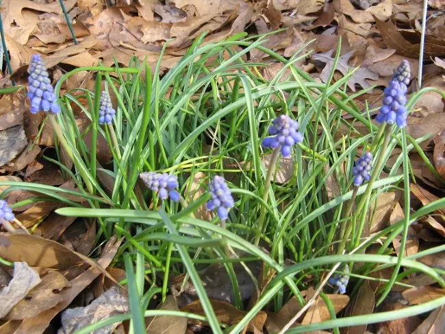 how to grow hyacinths both outdoors and inside, young purple hyacinths sprouting out of ground