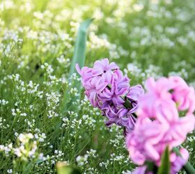 how to grow hyacinths both outdoors and inside, pink and purple hyacinths in bed of grass