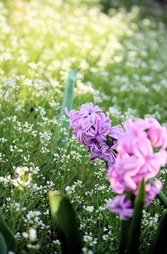 how to grow hyacinths, pink and purple hyacinths in bed of grass