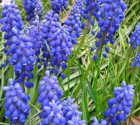 how to grow hyacinths both outdoors and inside, close up shot of dark blue purple hyacinths