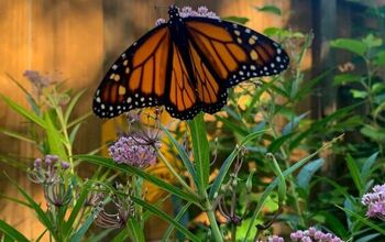 Cómo criar mariposas monarca