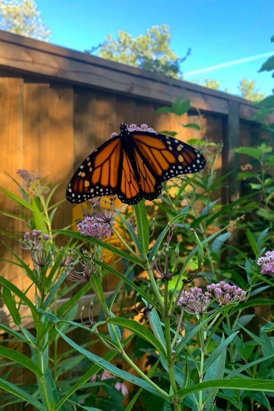 cmo criar mariposas monarca