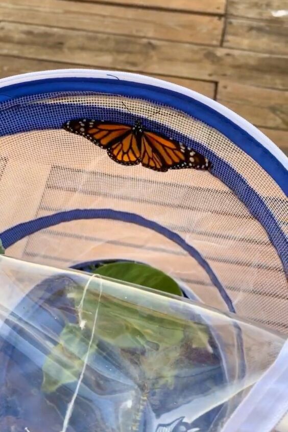 how to raise monarch butterflies