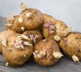 Cómo cultivar patatas en casa
