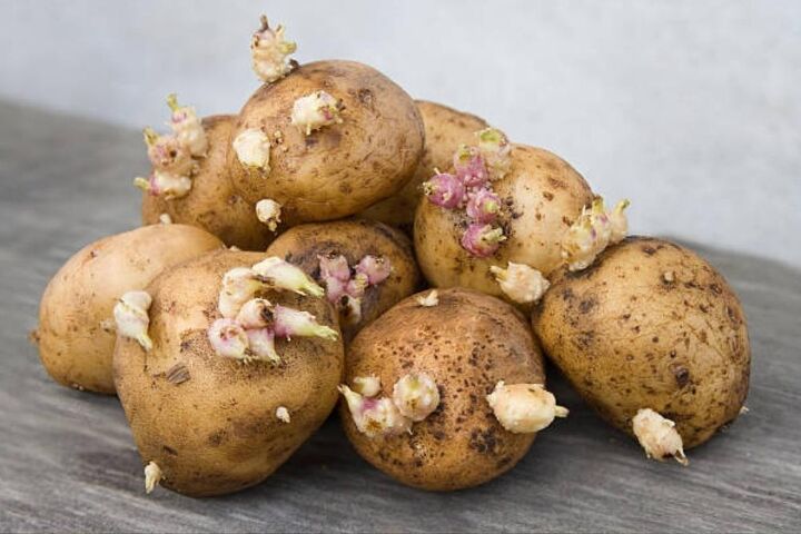 como cultivar batatas em casa