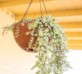 patio makeover potted plant arrangement ideas, My Variegated Elephant s Food in its newly painted pot Now all 3 hanging pots match color wise