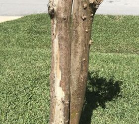 how do i rid my crepe myrtles of this fungus