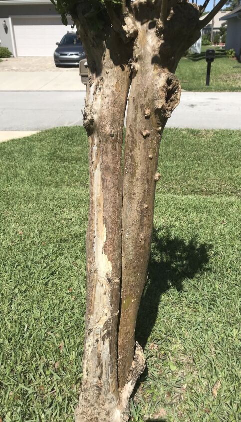 how do i rid my crepe myrtles of this fungus