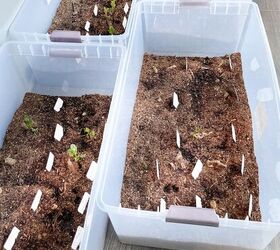 growing dahlias indoors diy