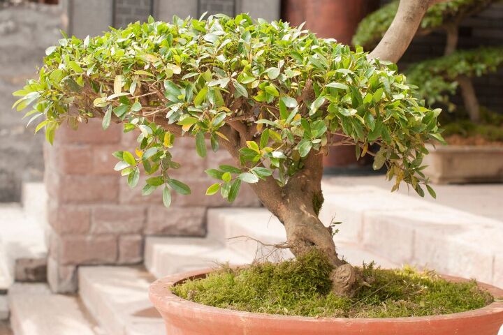 bonsai cultivando 5 dicas para o iniciante