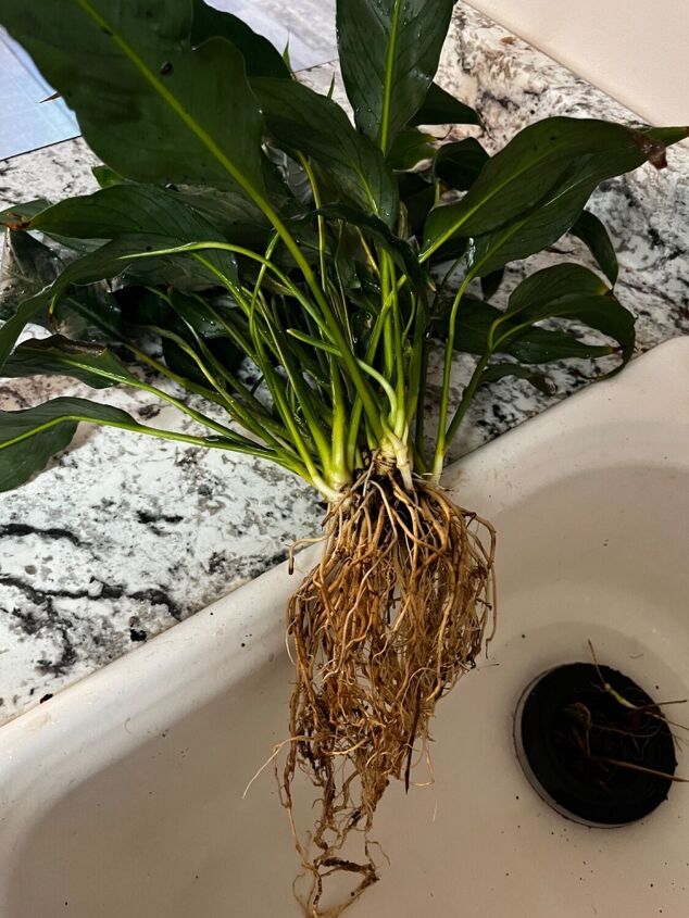 agua potted peace lilly