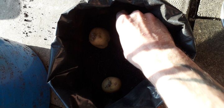cultivo de batata dicas fceis no h necessidade de vasos