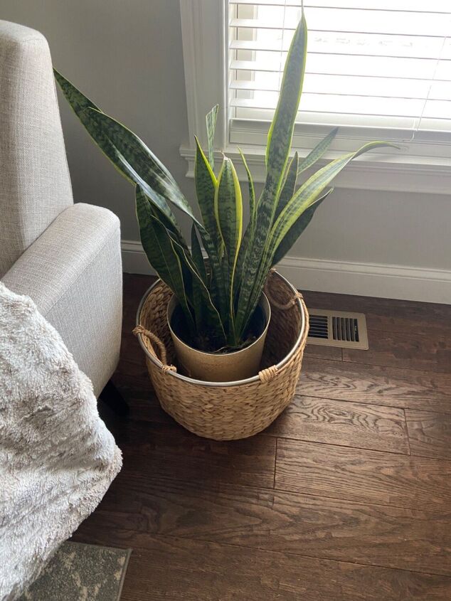 how to spruce up a house plant