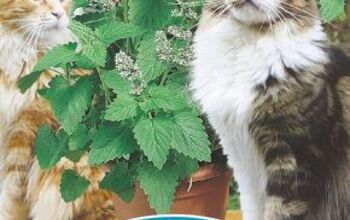 Cultivar hierba gatera mantiene a tu gato feliz y contento.