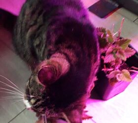 cultivar hierba gatera mantiene a tu gato feliz y contento