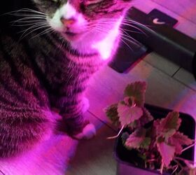 cultivar hierba gatera mantiene a tu gato feliz y contento