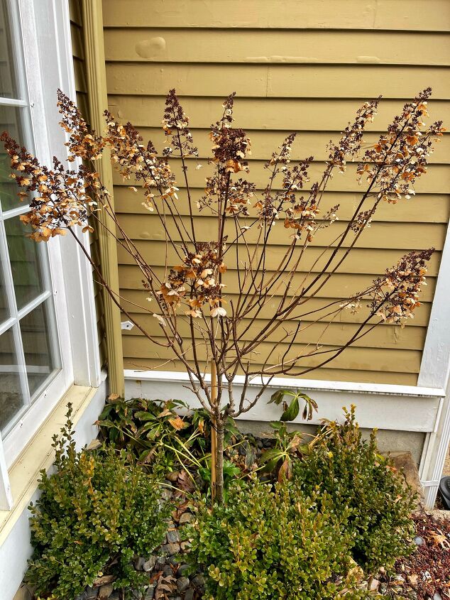 como podar hortnsias arbustos ornamentais e plantas lenhosas, Antes de podar a hort nsia paniculata no final de fevereiro