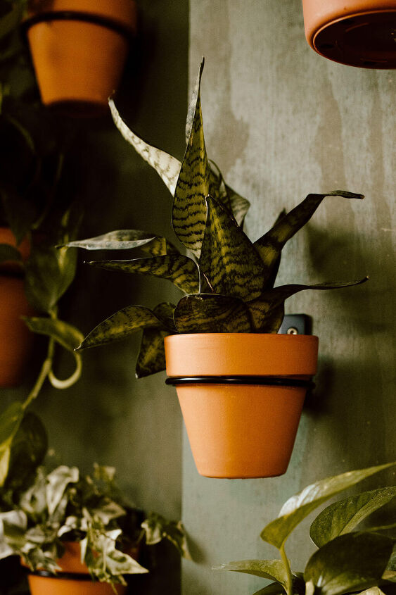 DIY Indoor Living Plant Wall